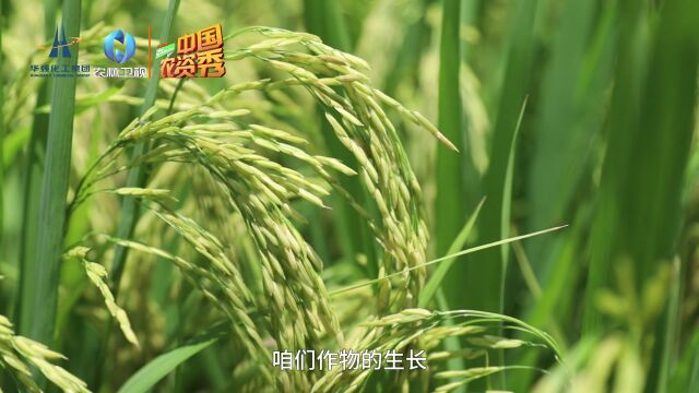 华强化工 强农工程:水稻用养稼 稻香飘更远#中国农资秀