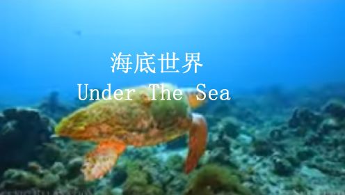 海底世界 | 4K 风景休闲影片