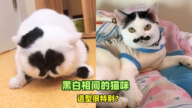 宠物解说:黑白相间的猫咪,造型很特别?