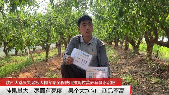 水溶肥陕西大荔县大棚冬枣全程使用拉姆拉营养套餐水溶肥,挂果量大,果个均匀,果面有亮度,果个大,商品率高