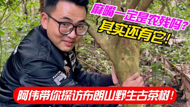 麻嘴一定是农残吗?其实还有它!阿伟带你探访布朗山野生古茶树!