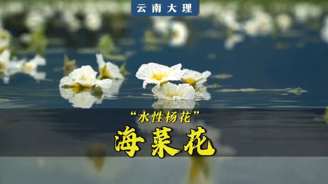 叫“水性杨花”,不仅好看,还很好吃.#海菜花