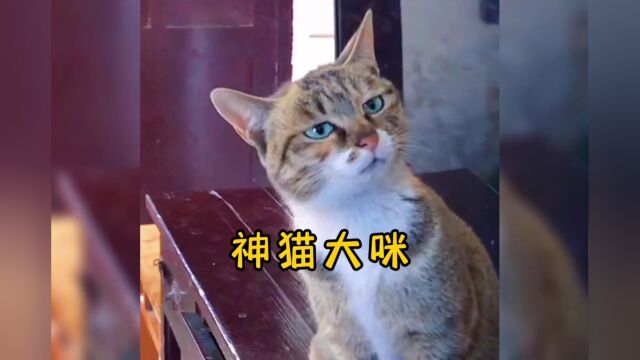 全网最聪明的猫:大咪——700万网友的梦中情猫#