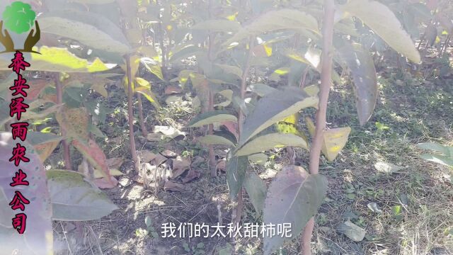 确保亲和性与性状,罗田小果甜柿子砧木助力大秋柿子树苗成长无忧.