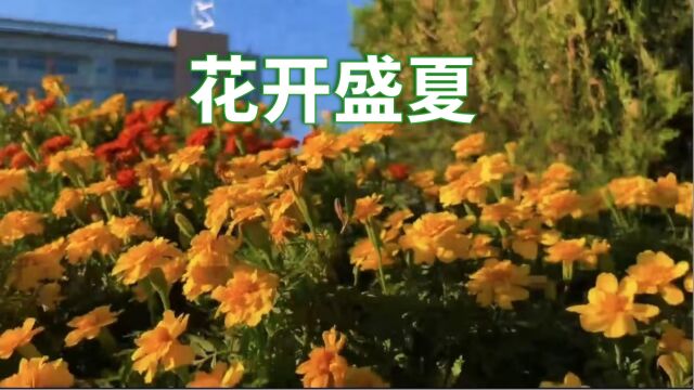 《花开盛夏》——化工公司包头化工薛关东