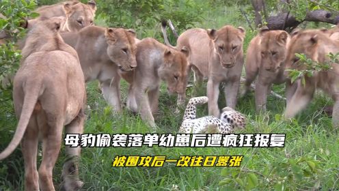 花豹惨遭十几只母狮围攻，无奈只能边打边滚，没想到原因竟是因为一只小狮子