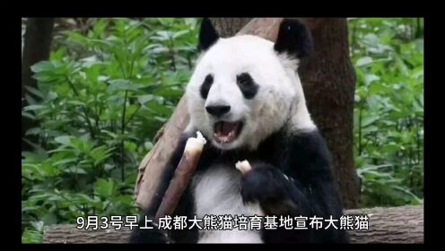 大熊猫“成功”在兽舍安详离去，"花花"没有妈妈了
