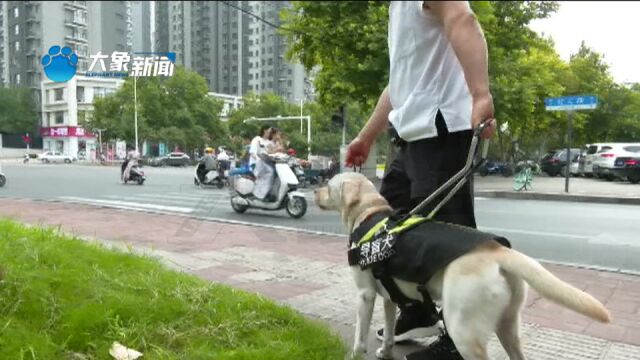 导盲犬进公共场所会受限吗?无障碍环境建设法正式施行,让城市更有爱!