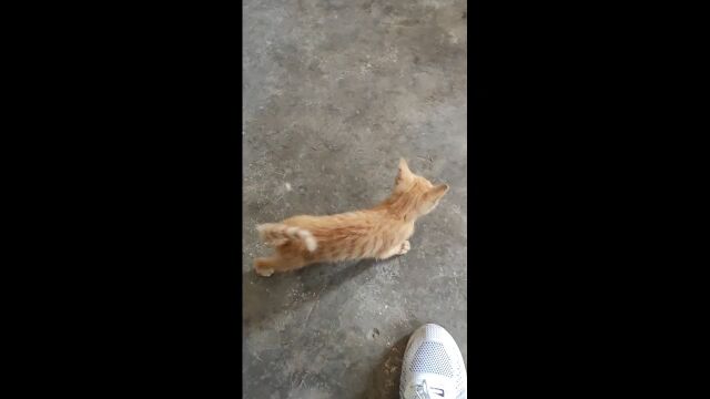 狗尾巴草当逗猫棒也可以的