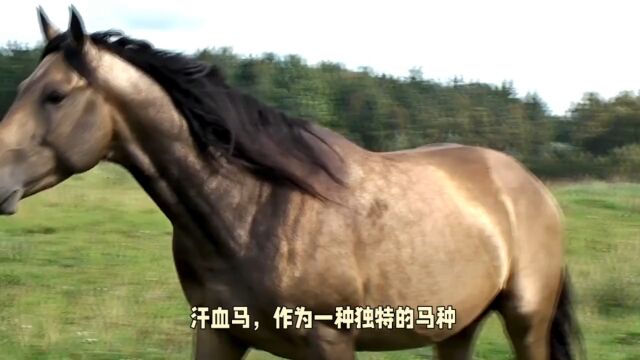 汗血马:内蒙古珍稀马种,驰骋沙场的不二之选