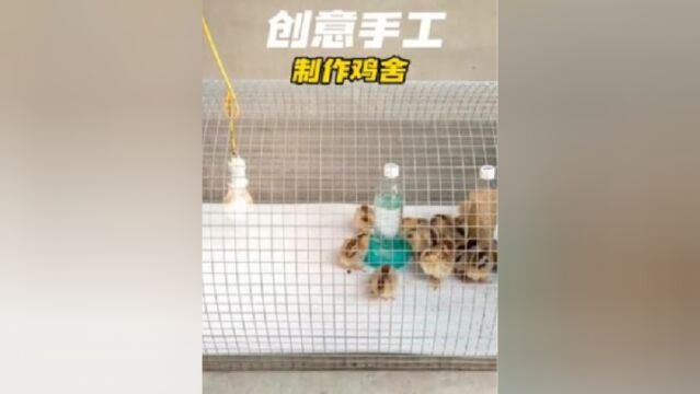 小伙为了救助小鸡亲自制作了一款非常实用的的鸡舍.简直太厉害了.