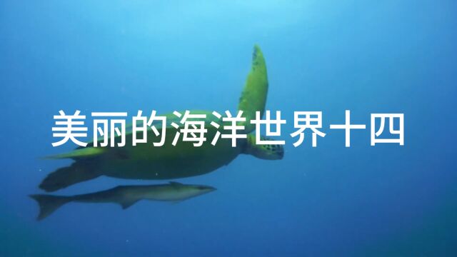 美丽的海洋世界十四