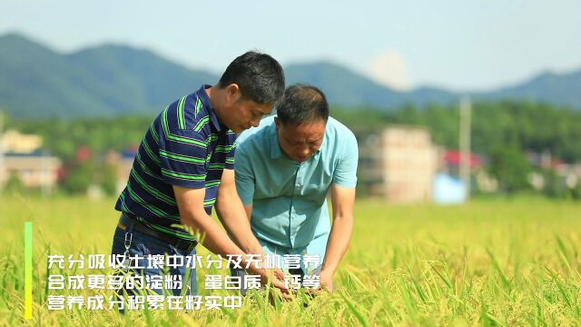 “湘赣红”红天下丨安仁大米粒粒香