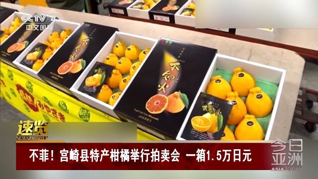 宫崎县特产柑橘举行拍卖会 一箱1.5万日元