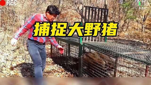 捕捉大野猪