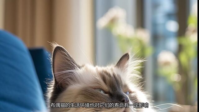 揭秘布偶猫的寿命,到底能活多久?