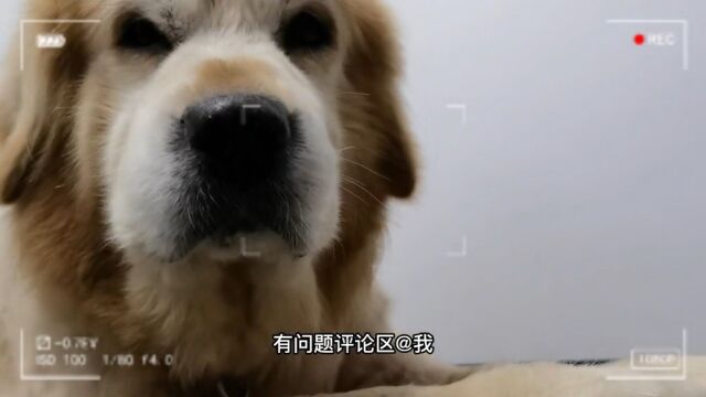 宠物博主首次探访猫咖扑街,翻车现场强行带走一只街客