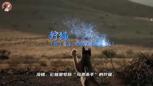 猫界“天山童姥”之狞猫,一猫能挑3匹狼,直立跳跃可达3米高!