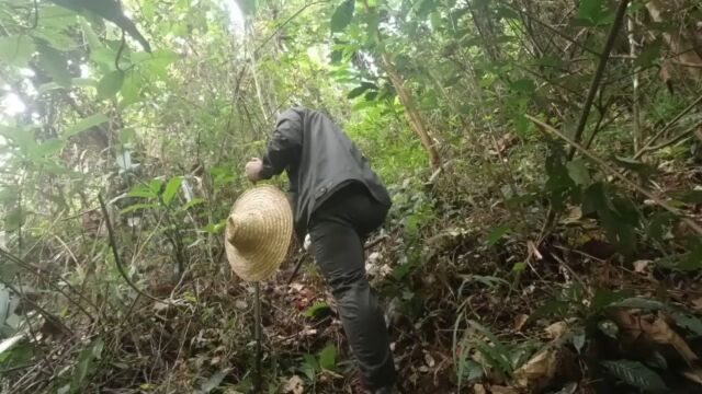 十万大山再次遇见神农四草,文王一支笔,你知道它有哪些神奇之处吗?评论告诉我