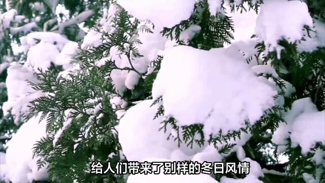 冬日雪景大赏,领略大自然的冬日魅力