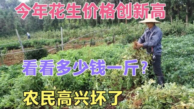 湖北新花生收购价一路上涨,看看9月16最新价格,农民开心坏了