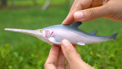 第54集认识动物:锯鲨、虎鲨、虎鲸、海豚,宝宝早教认知_高清1080P在线观看平台_腾讯视频