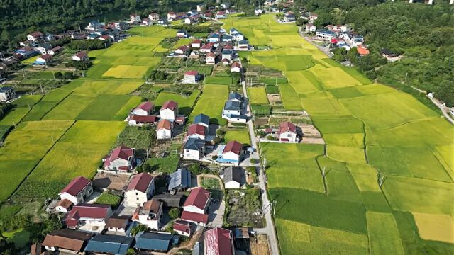 广东一村每月发0.5元征地养老保障费?回应:征地面积太小,按规定分钱