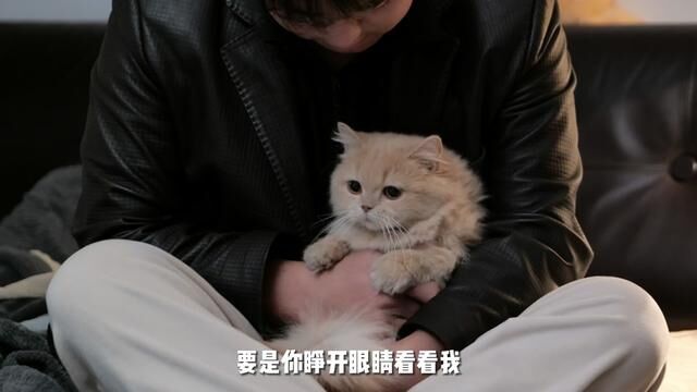 “我的治愈系猫咪小女友图鉴”#我和我的猫 #治愈猫咪 #可爱 #萌 #记录生活的点点滴滴留下美好回忆