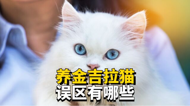 养金吉拉猫错误方法,这几点避雷!