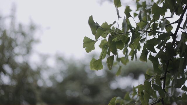 主持人唐雨