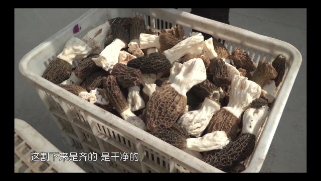 石家庄农业品牌巡礼:栾城羊肚菌