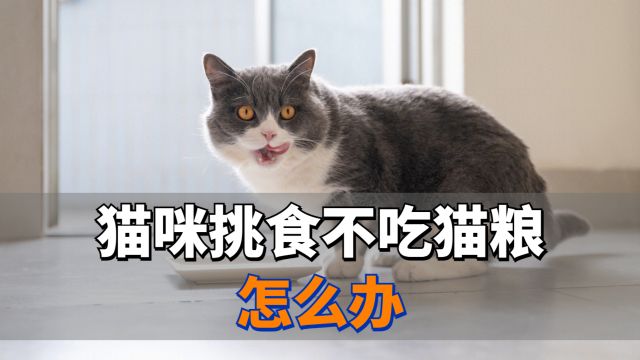 猫咪挑食不吃猫粮怎么办?这几招很管用