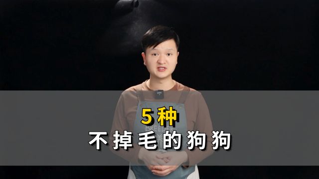 5种不掉毛的狗狗