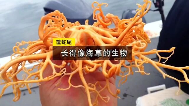 筐蛇尾一种长得像外星生物的海洋生物,有深海美杜莎之称