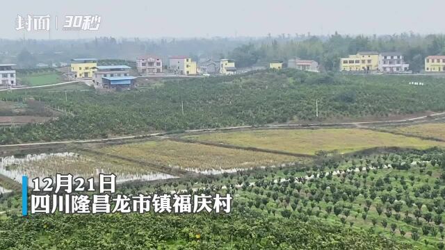 30秒|四川隆昌这个村美国糖橘迎来丰收 有果树能产上百斤果实