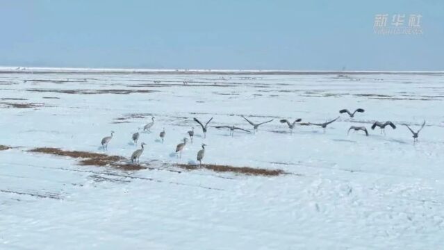 黄河流域生态保护和高质量发展 | 山东东明:雪落黄河边 候鸟舞翩迁