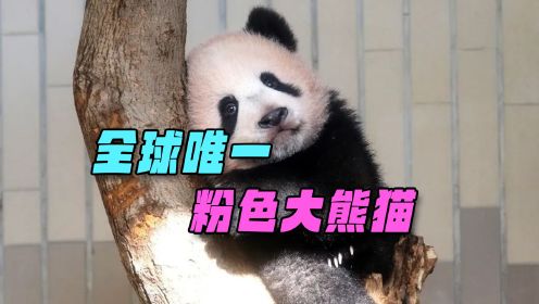 全球唯一一只“粉色”大熊猫，备受日本人宠爱，回国后却不见踪影