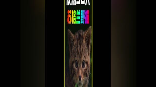 最珍稀的猫科,全球仅存50只的苏格兰野猫科动物