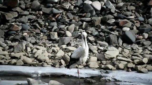 青海省又添一鸟类新纪录——东方白鹳