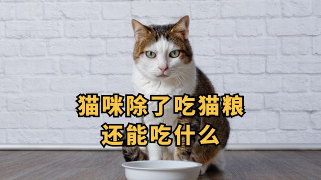 猫咪除了吃猫粮,还能吃什么?