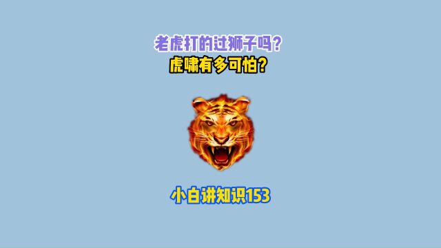 老虎是否能够击败狮子?虎啸的声音到底有多恐怖?#涨知识 #