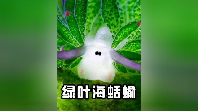 5 .绿叶海蛞蝓:一生只要进食一次,之后依靠阳光生活