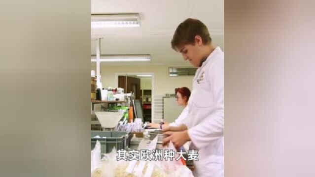 2欧洲为什么格外喜欢种大麦?大麦有什么用处?