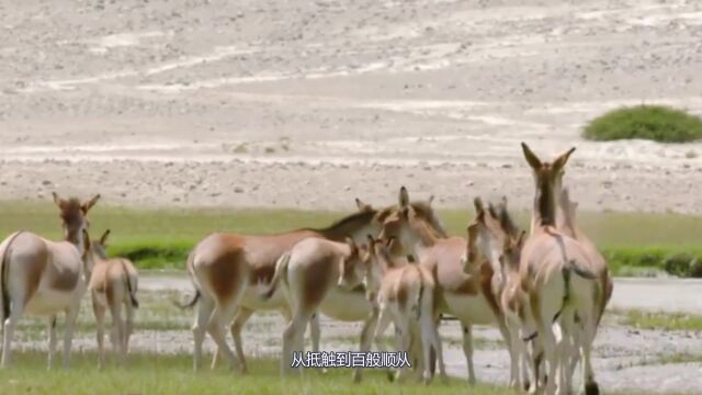 公驴的初次恋爱之旅,从抵触到百般顺从,镜头记录脸红全程