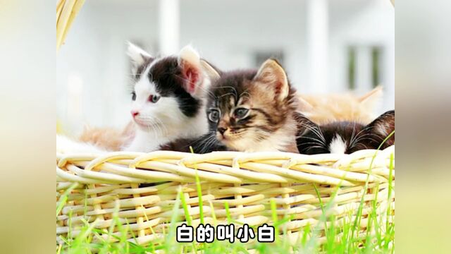 你相信吗?猫咪名字就能暴露主人的性格!