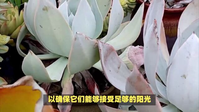 广寒宫多肉的养殖方法和注意事项