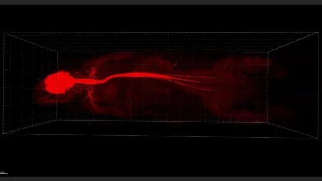 Cell Research封面|“从指尖到中枢”,透明化技术实现单根外周神经全貌重建