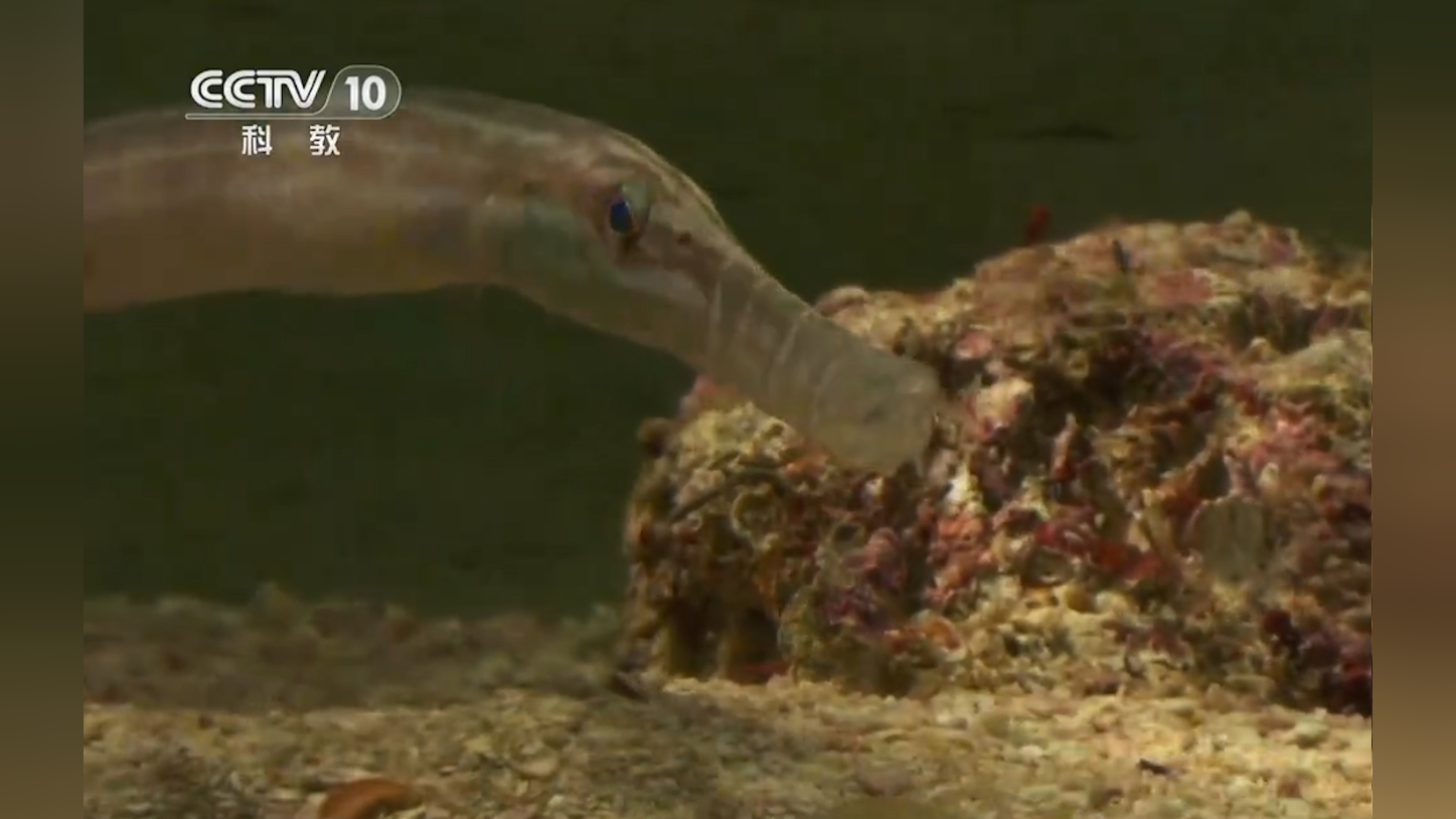 喇叭鱼的不是策略与众不同,身体超级长,堪称海底的伪装大师