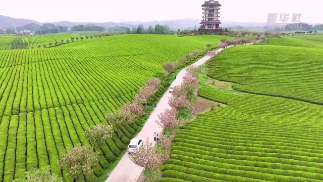 中国茶海春茶吐绿美如画