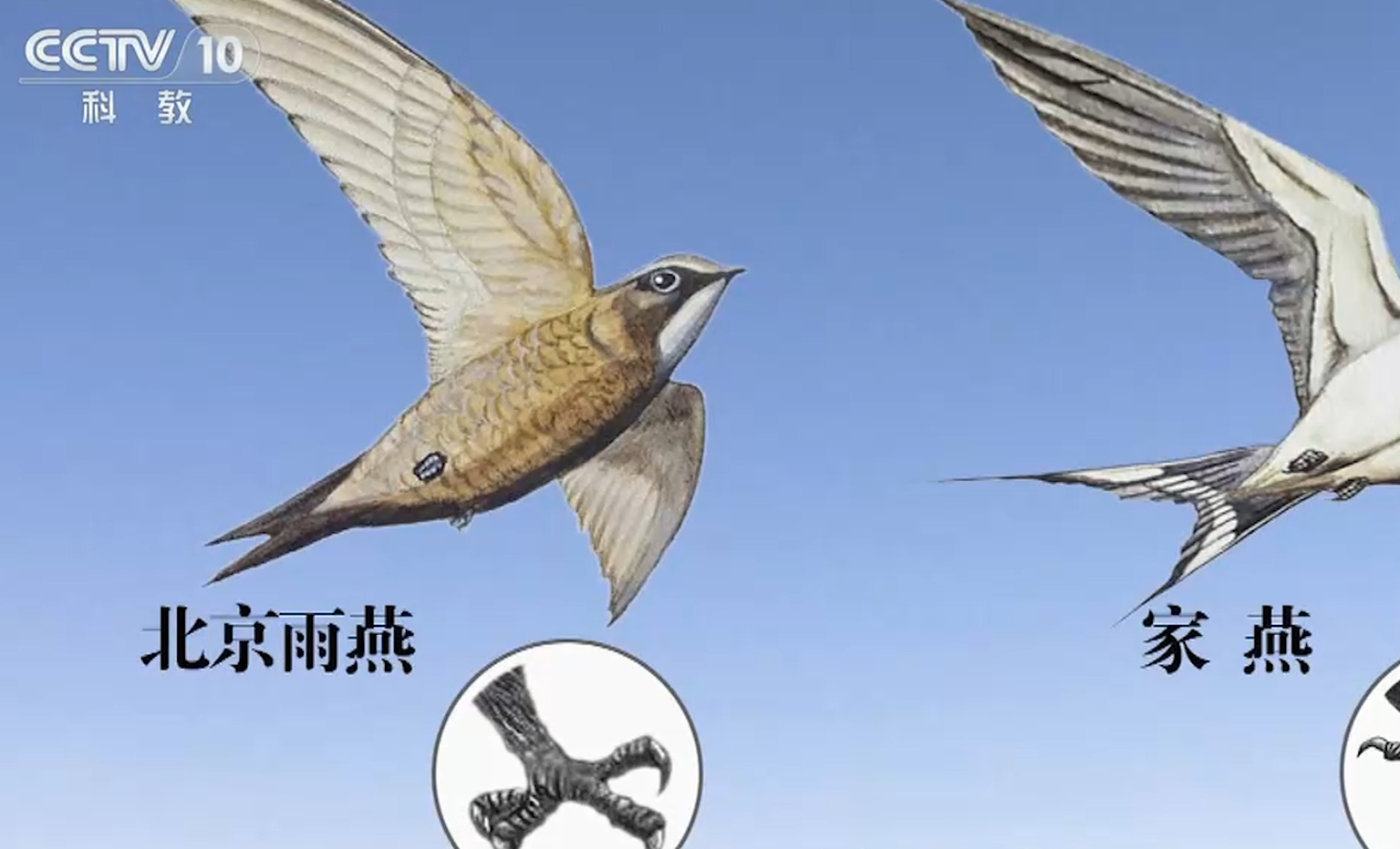 北京雨燕无法从地面起飞,专家介绍称它腿短,无法弹跳